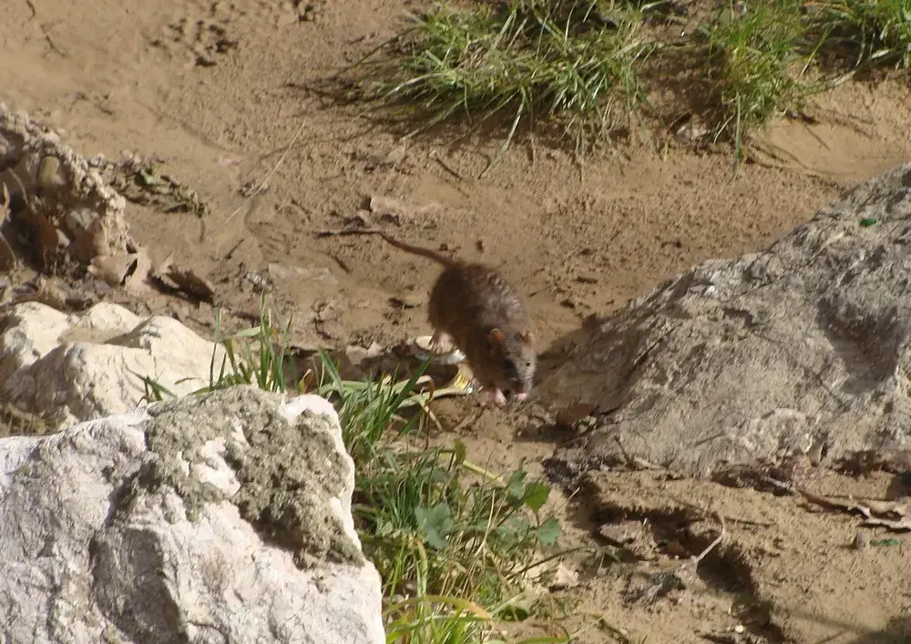 Rat à Brignoles 9