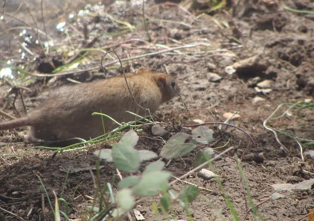 Rat à Brignoles 2